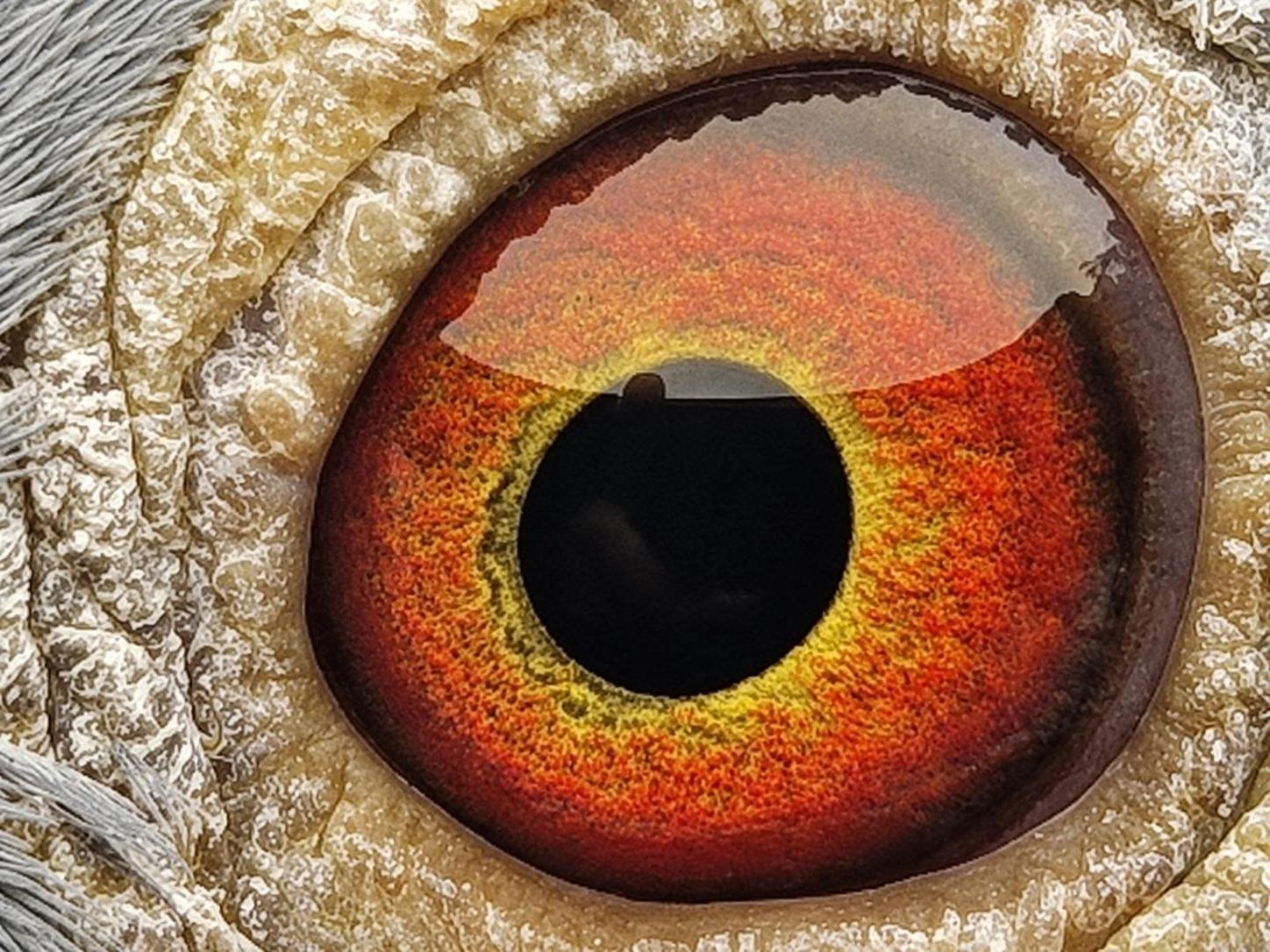 Pigeon eye